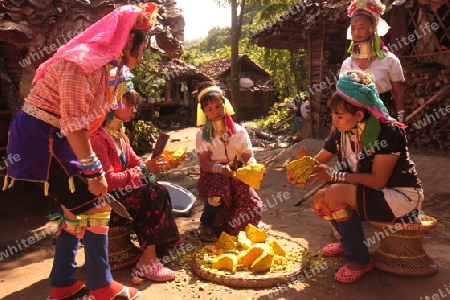 Eine Traditionell gekleidete Langhals Frau eines Paudang Stammes aus Burma lebt in einem Dorf noerdlich von Chiang Mai in Nord Thailand.