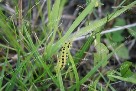 Zygaena filipendulae in einer Wiese