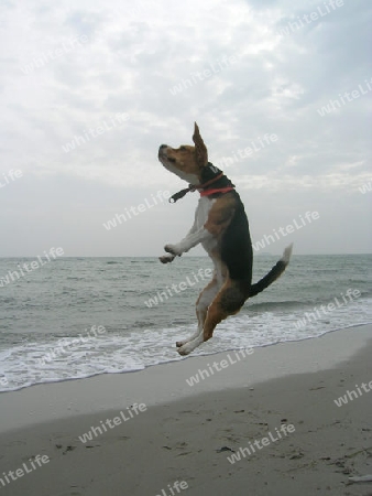 Fliegender Hund