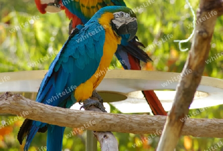 Macaw