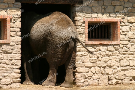 Elefant geht zu Hause