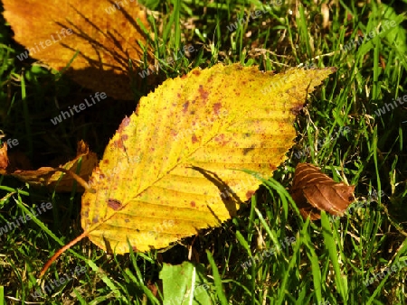 Autumn leaves lying in the grass - Herbstlaub im Gras liegend