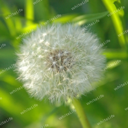 pusteblume