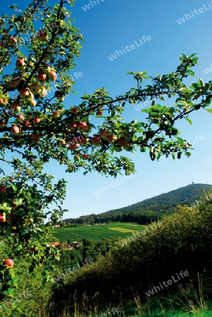 Apfelbaum mit Fr?chten