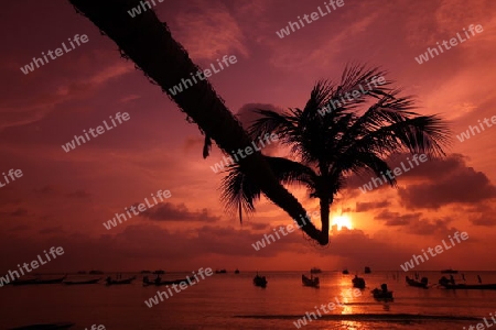 Der Strand  von Hat Sai Ri auf der Insel Ko Tao im Golf von Thailand im Suedwesten von Thailand in Suedostasien. 