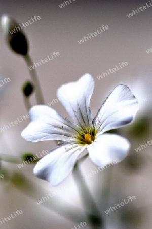 White Flower