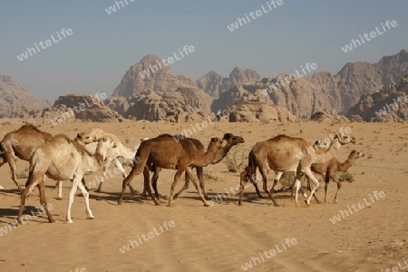 The Landscape of the Wadi Rum Desert in Jordan in the middle east.