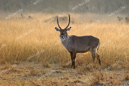 Wasserbock (Kobus ellipsiprymnus), am fr?hen Morgen im Gegenlicht, Masai Mara, Kenia, Afrika