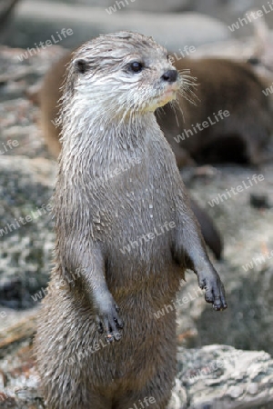 Otter 01