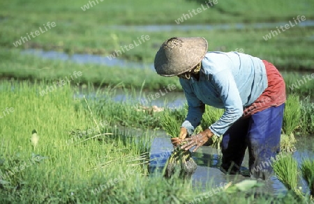 Die Reisfelder und Reisterrassen bei Tegalalang noerdlich von Ubud in Zentral Bali auf der Insel Bali in Indonesien.  