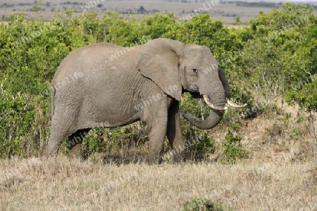 Afrikanischer Elefant (Loxodonta africana), halbw?chsiges M?nnchen in der Landschaft der Masai Mara, Kenia, Afrika