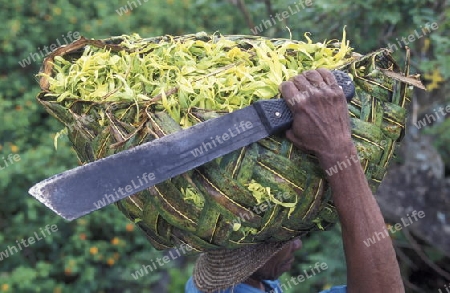 a men with ylang ylang flowers on the Island of Anjouan on the Comoros Ilands in the Indian Ocean in Africa.   