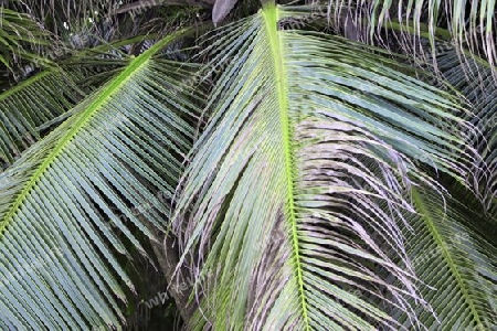 Beautiful palm trees at the beach on the tropical paradise islands Seychelles