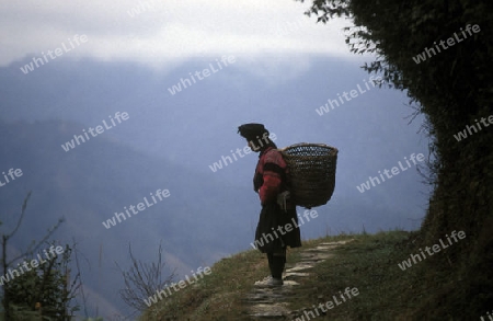 a farmer women in the rice fields of the village of Longsheng in the province Guangxi in south of China.