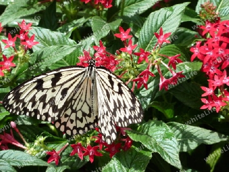 Schmetterling auf roten Bl?ten