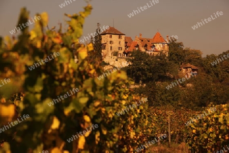 The wine Hills of  the village of Rorschwihr   in the province of Alsace in France in Europe