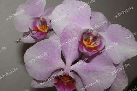 Orchideen 1