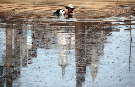 Ein Mann entfernt Seegras in einem Pool in Alt-Sukhothai in der Provinz Sukhothai im Norden von Thailand in Suedostasien.