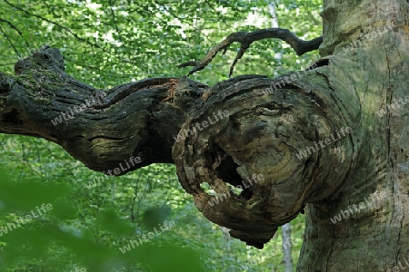 Baumgesicht an einer 800 Jahre alten Buche, Fagus,  Urwald Sababurg, Hessen, Deutschland