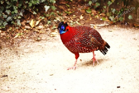 Fasanenvogel, Lat.Satyrtragopan