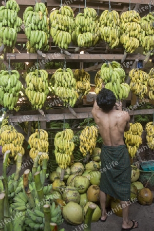 a big Banana Shop in a Market near the City of Yangon in Myanmar in Southeastasia.