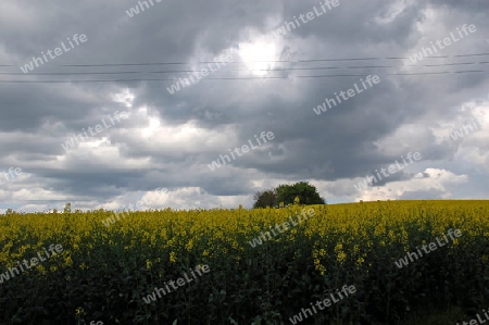 Raps, Wolken und Baum