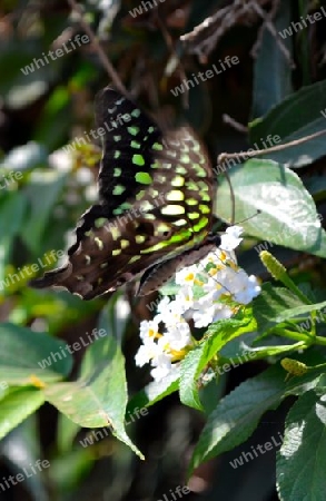 Schmetterling