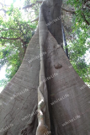 Baum in Afrika