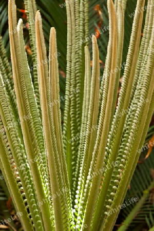 Flora auf den Kanarischen Inseln