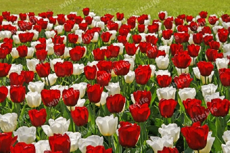 Tulipa Seadow & Calgary, Triumph-Tulpen-Mix