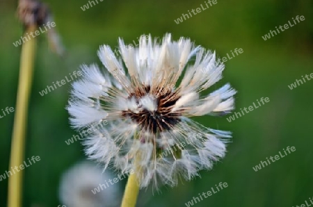 Pusteblume nach Regen