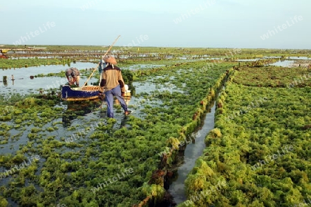 Asien, Suedost, Indonesien, Bali, Insel, Nusa Lembongan, Landschaft, Natur, Meer, Kueste, Boot, Alltag, Wirtschaft, Seegras, Plantage, Rohstoff, Ernte,  (Urs Flueeler) 