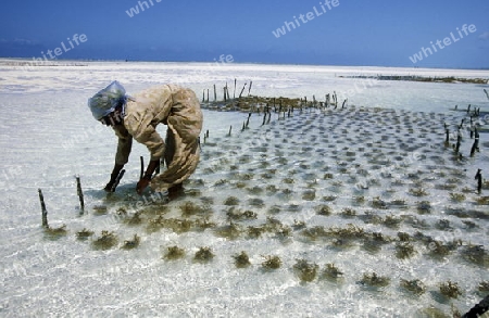 Eine Frau arbeitet auf ihrer Seegras Plantage an der Ostkuester der Insel Zanzibar oestlich von Tansania im Indischen Ozean.