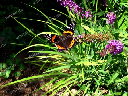 Schmetterling