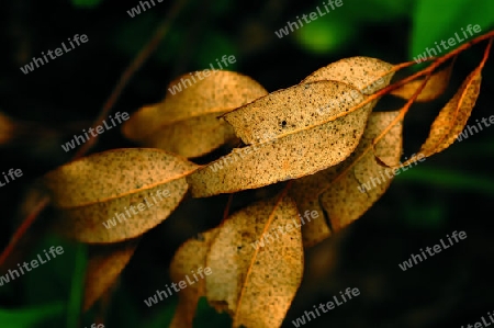 Fallen Leafs -A