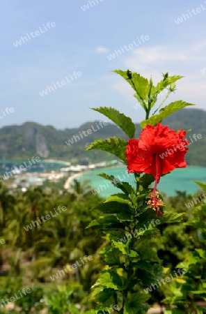 The view from the Viewpoint on the Town of Ko PhiPhi on Ko Phi Phi Island outside of the City of Krabi on the Andaman Sea in the south of Thailand. 