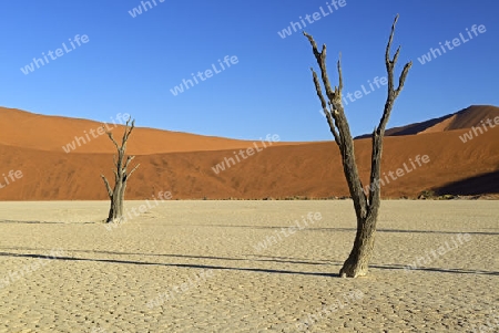 Kameldornb?ume (Acacia erioloba), auch Kameldorn oder Kameldornakazie im letzten Abendlicht,  Namib Naukluft Nationalpark, Deadvlei, Dead Vlei, Sossusvlei, Namibia, Afrika