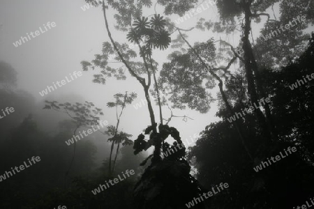 Amerika, Suedamerika, Venezuela, Karibik, Choroni Der Regenwald in den Bergen von Choroni im Nationalpark Henri Pittier im zentralen norden von Venezuela