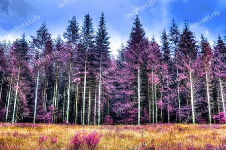 Beautiful pink and purple infrared panorama of a countryside landscape with a blue sky.