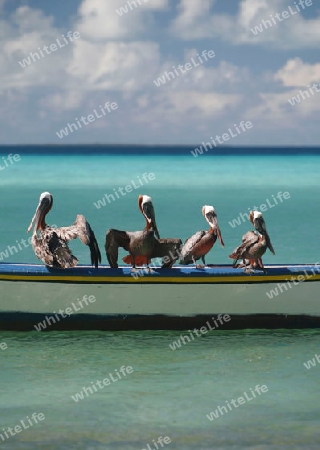 Suedamerika, Karibik, Venezuela, Los Roques, Insel, Atoll, Archipfel, Klima, Reef, Dorfinsel, Vogel, Pelikam, Natur, Fischjagt, Fischen, Seevogel, Fischerboot, Pause, 