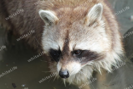 Racoon