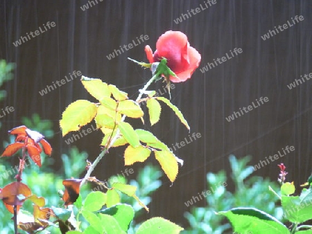 Rote Rose im Regen