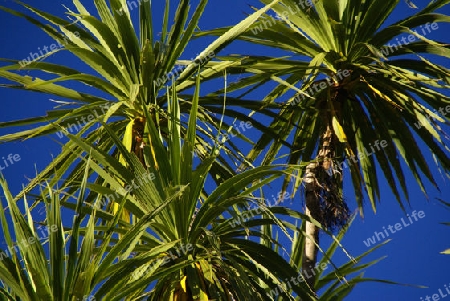 Cabbage Tree