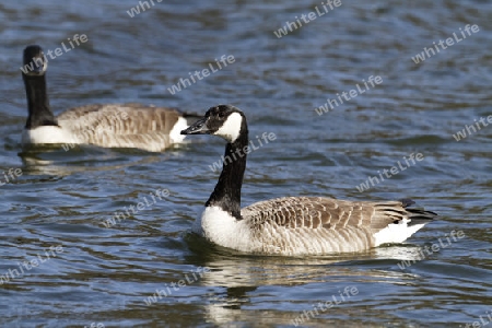 Kanadagans, Branta canadensis