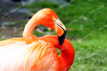 Flamingo