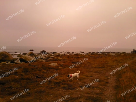 Landschaft,Wasser,Hund