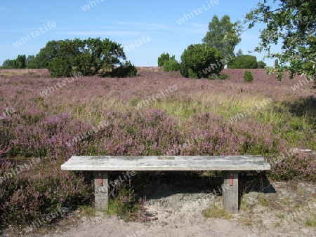 Platz zum Ausruhen in L?neburger Heide