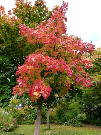 Herbstfarben