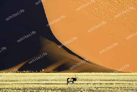 Spiessbock, Oryx Antilope (Oryx gazella) vor riesigen Sandd?nen im letzten Abendlicht,  Namib Naukluft Nationalpark, Sossusvlei, Namibia, Afrika