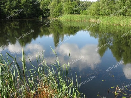 Waldsee bei Hamburg